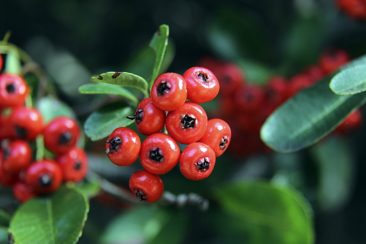 欧联罗马vs勒沃库森预测分析 勒沃库森能否延续不败纪录.